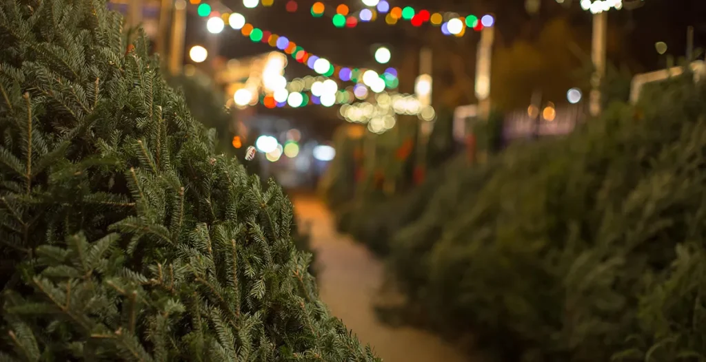 Christmas Tree Lot with lights.