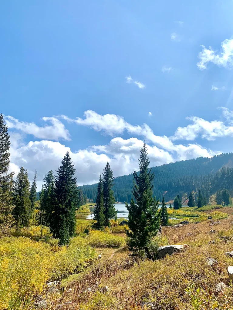 Logan canyon image of fluffy clouds behind a view of scruffy pine trees on mountainside.